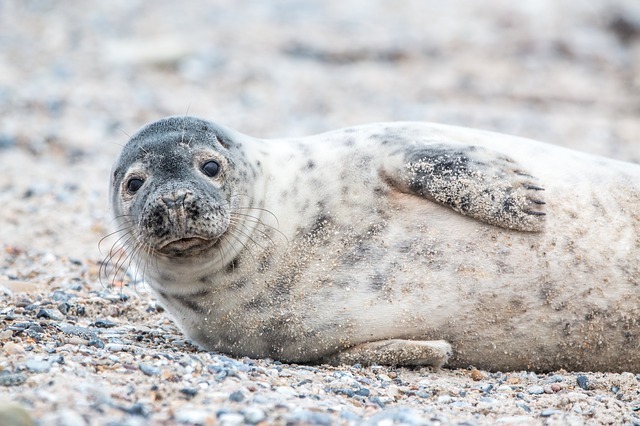 grey seal lying on sand.