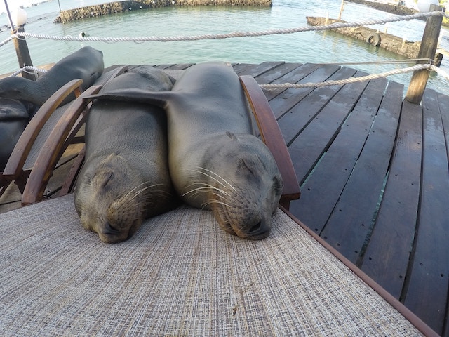 seals lying on a chair hugging each other.