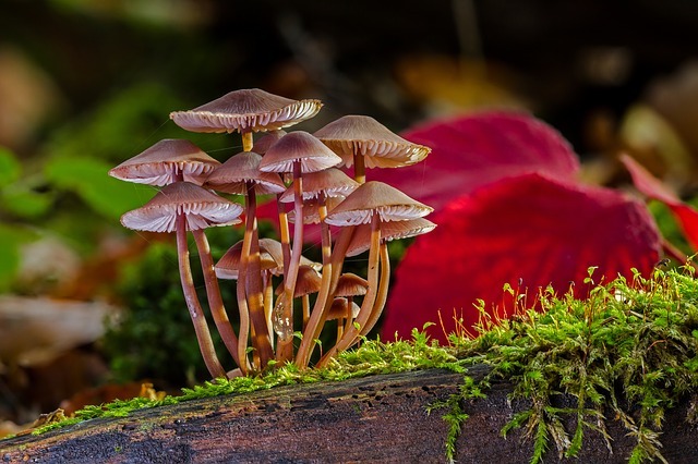 Mushrooms in the wild. 