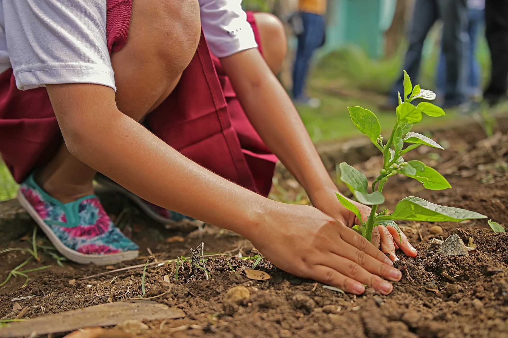 Plantar 10 árboles para graduarse en Filipinas