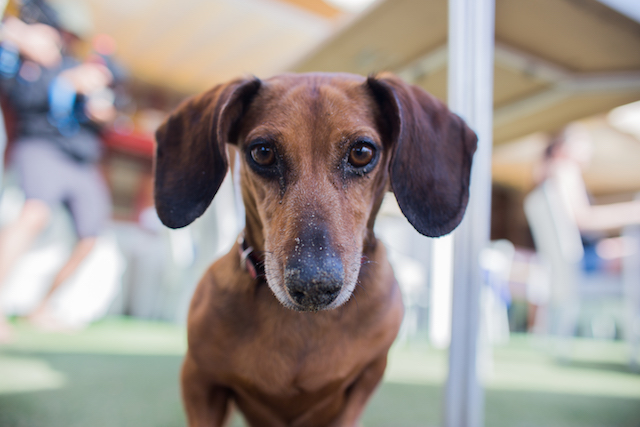 A dachshund dog looking at camera.