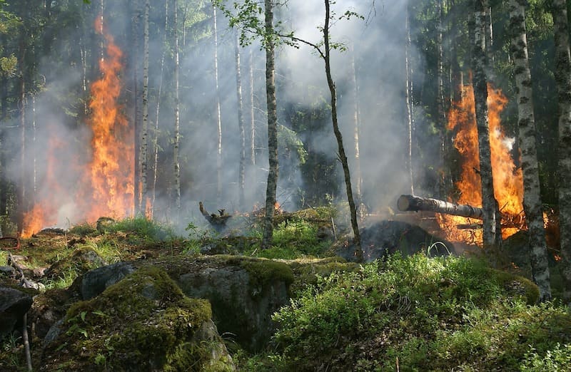 Una IA que predice incendios forestales