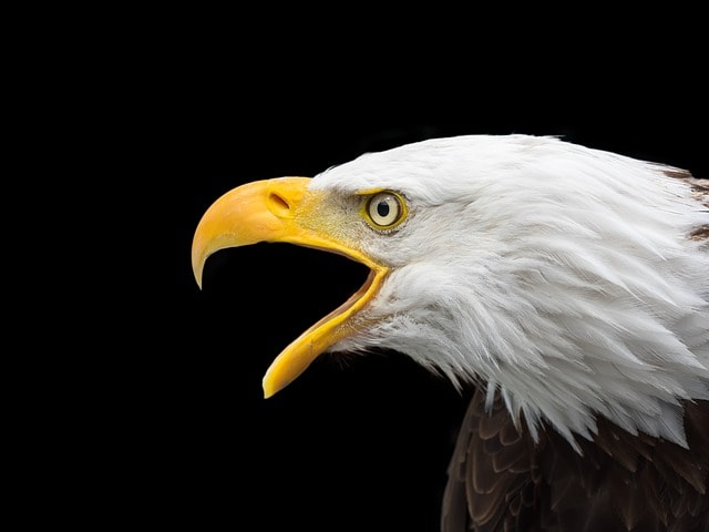 a bald eagle's face.