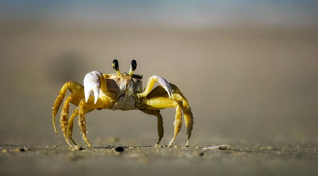 A crab standing on the sand. 