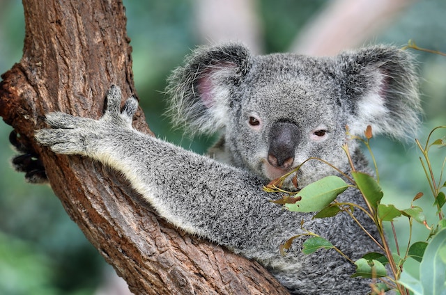 The cute animal koala clinging to a tree