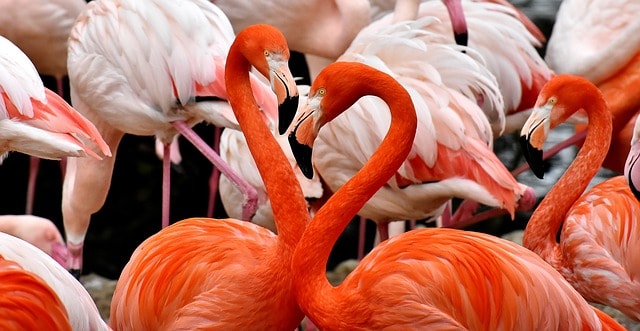 two pink flamingos in front of white flamingos