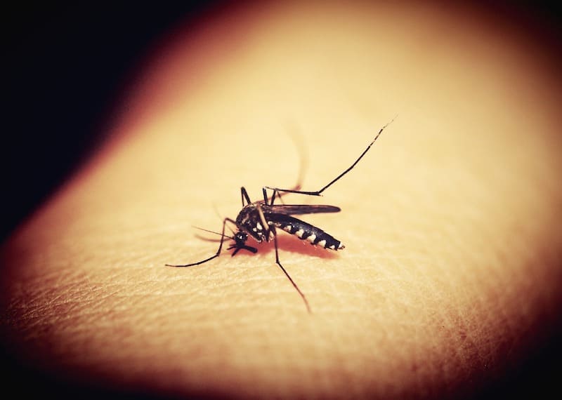 Evita que te piquen los mosquitos con estos consejos