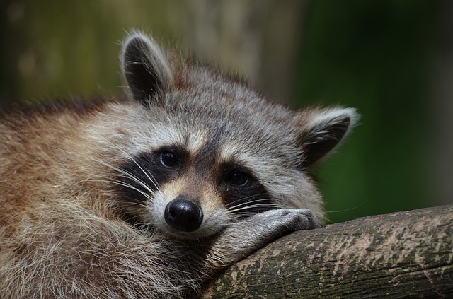 A small raccoon on a tree, representing another of the verbs.