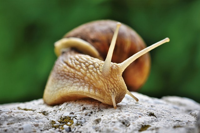 a snail out of its shell, a slimy animal.