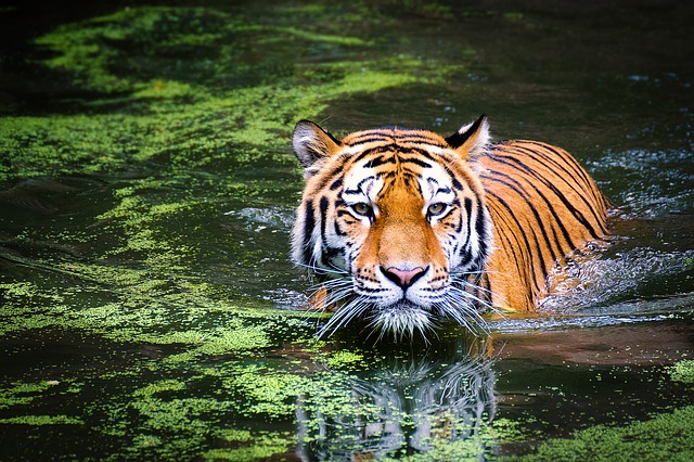 A tiger swimming