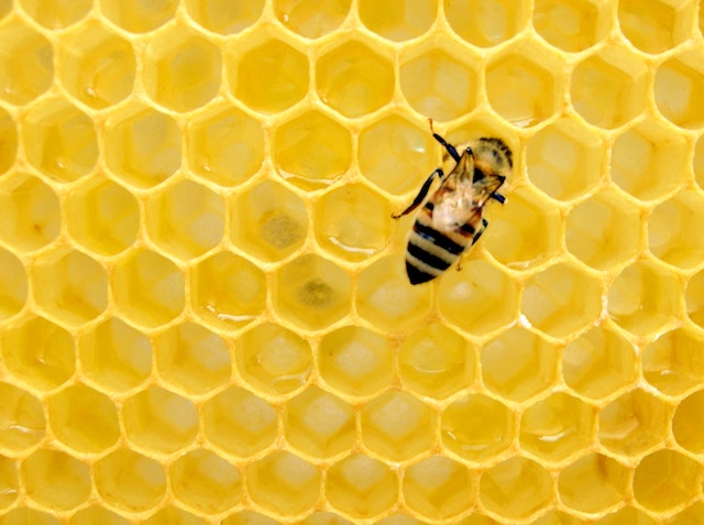 a honeycomb that can cause people trypophobia