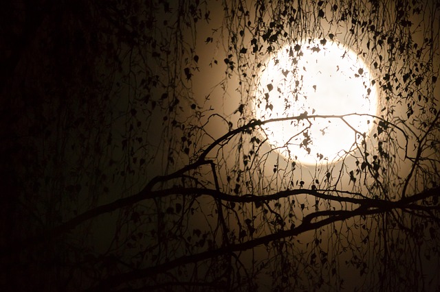 a full moon seen through the trees. 