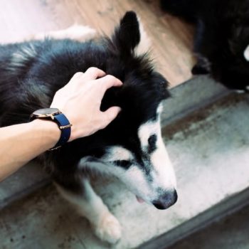 ¿Por qué tener un perro te hace más feliz que tener un gato?