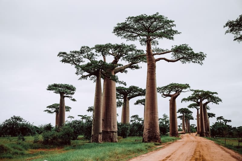 Baobabs en Madagascar