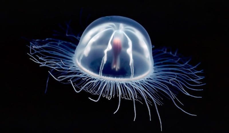 Esta especie de medusa es el primer animal inmortal