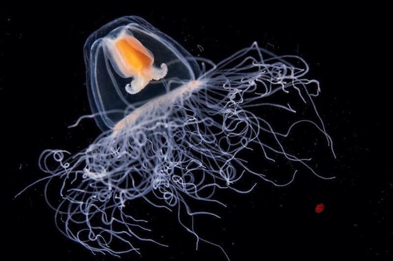 Esta especie de medusa es el primer animal inmortal