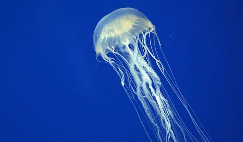 medusa australiana.